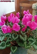 گل زیبای نگونسار (سیکلامن)